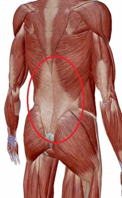 きん きょう まく よう 背部の筋（Musculi dorsi