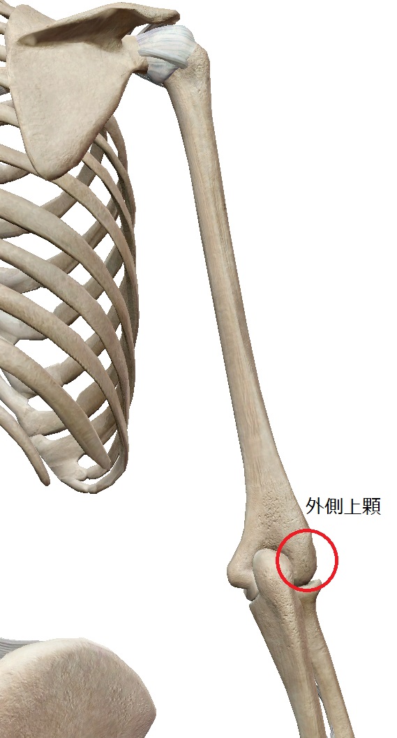 上腕骨外側上顆とは