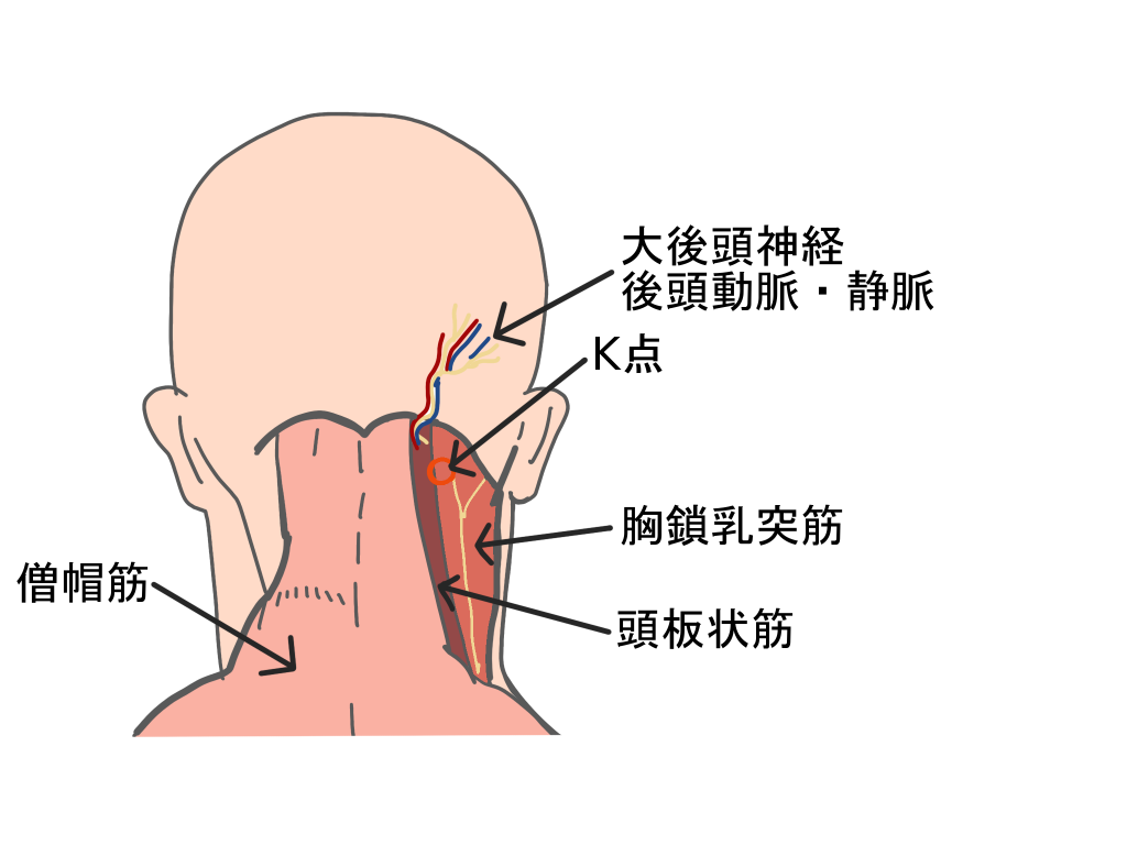 胸鎖乳突筋K点とは
