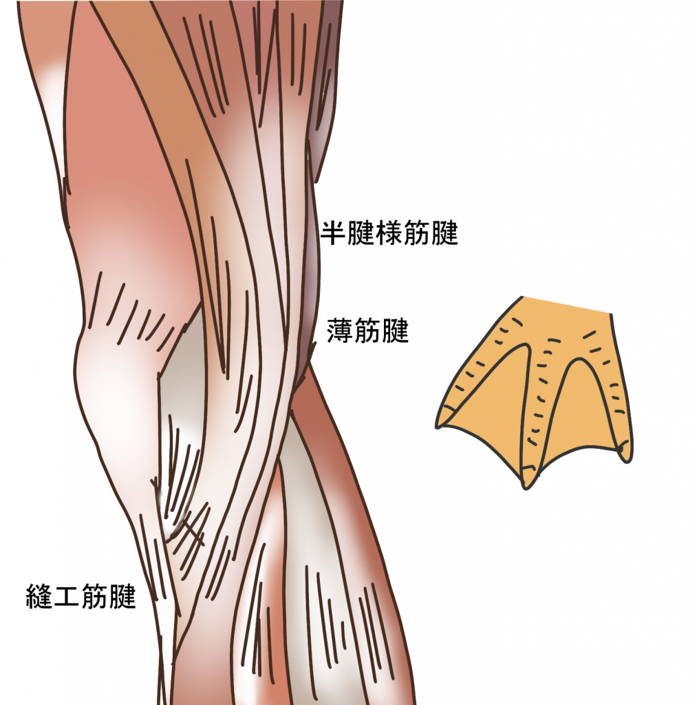鵞足とは