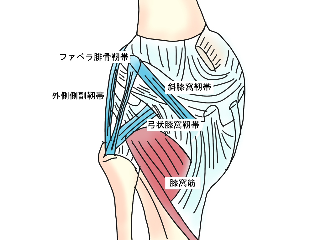 膝窩の構造