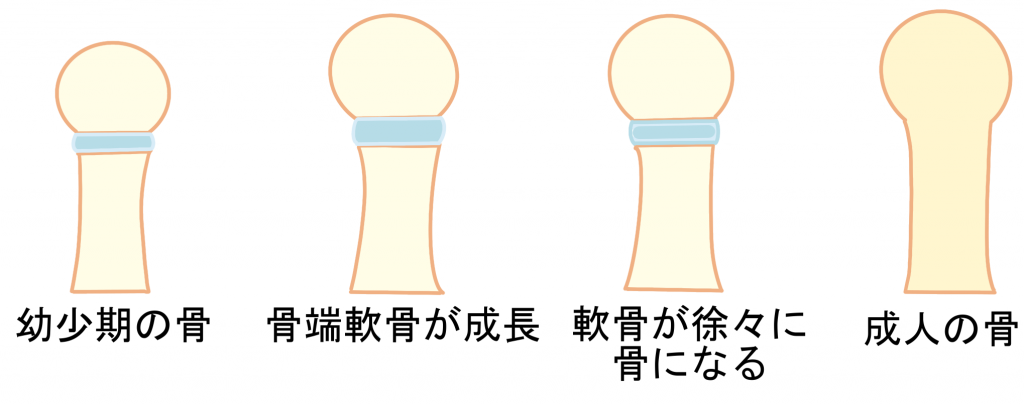 骨の成長