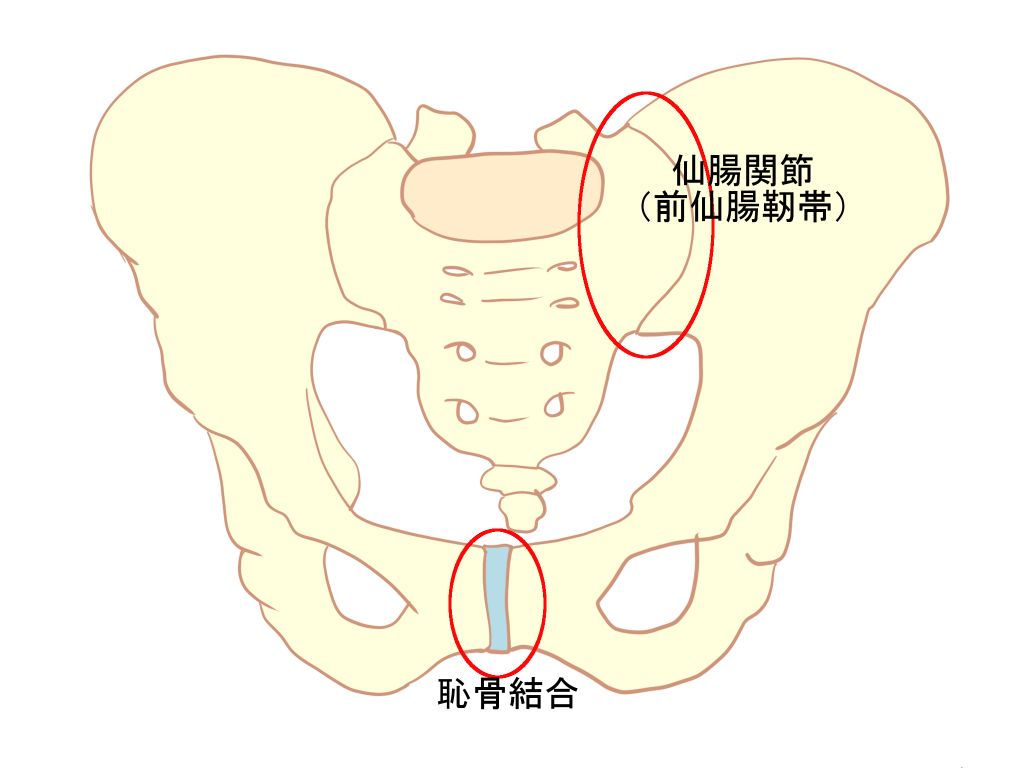 仙腸関節恥骨結合とは