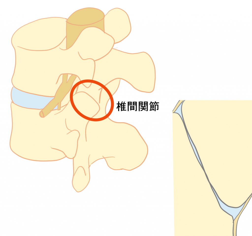 椎間関節とは
