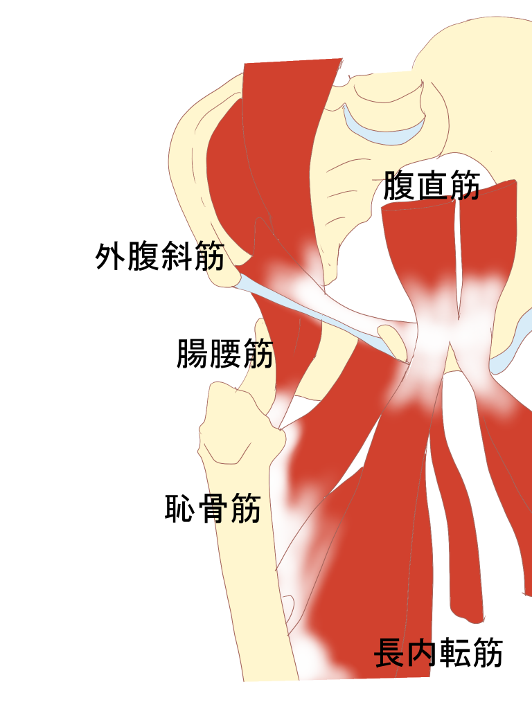 外閉鎖筋 External Obturator Muscle Japaneseclass Jp