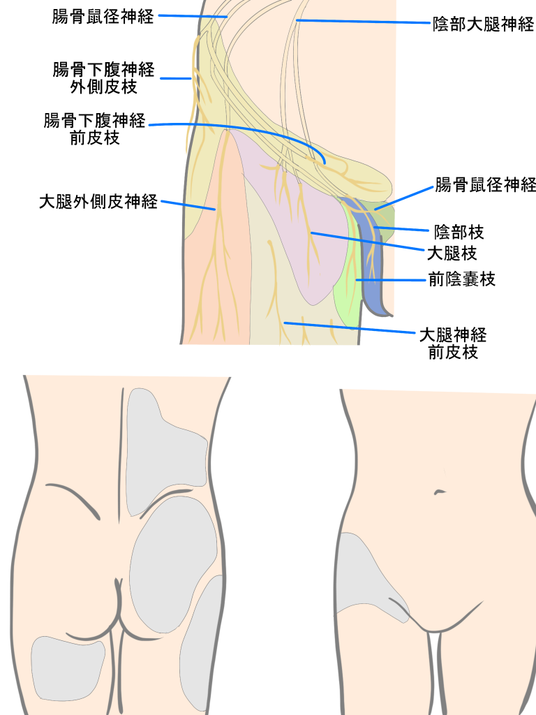 鼠径部痛症候群神経支配