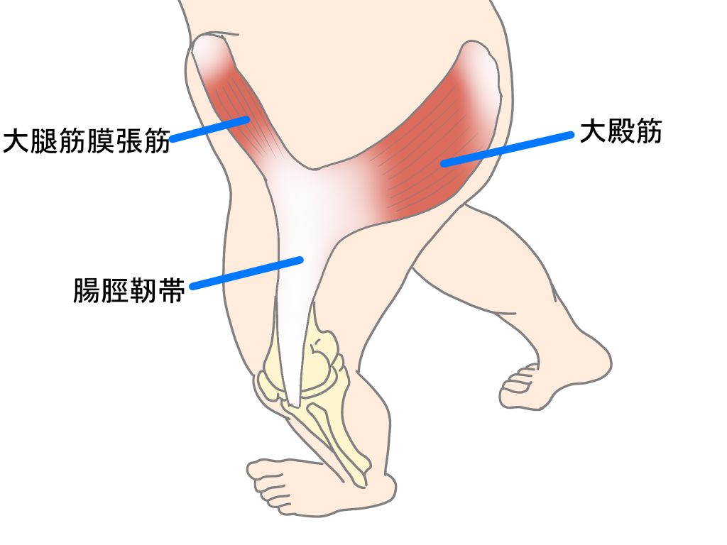 腸脛靭帯とは