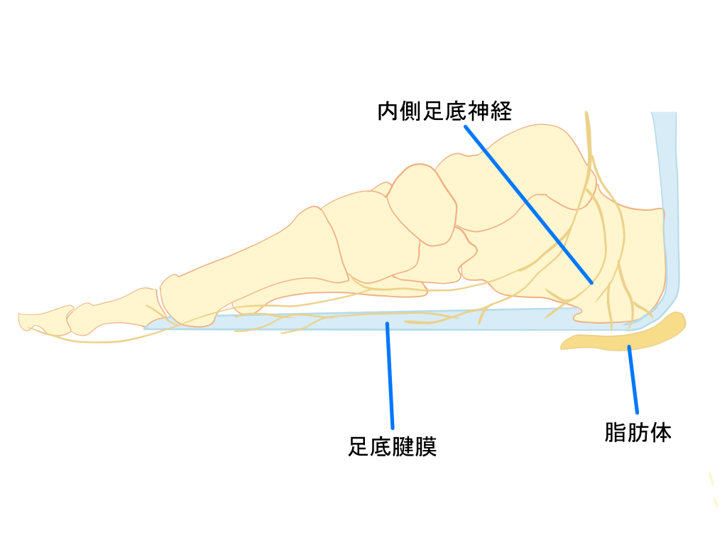 踵骨下脂肪体