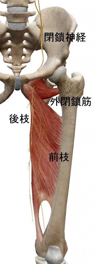 閉鎖神経の走行