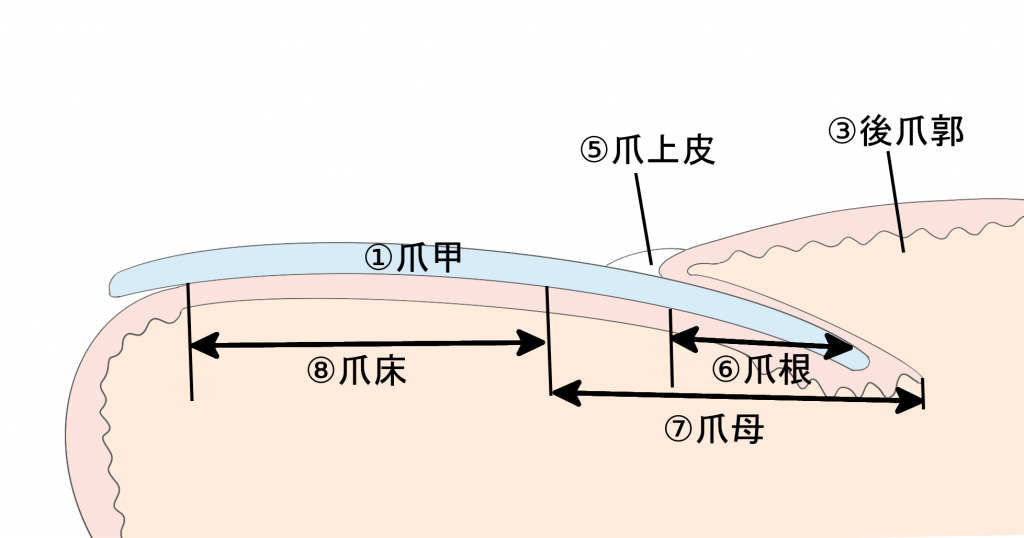 巻き爪治療(爪の構造)