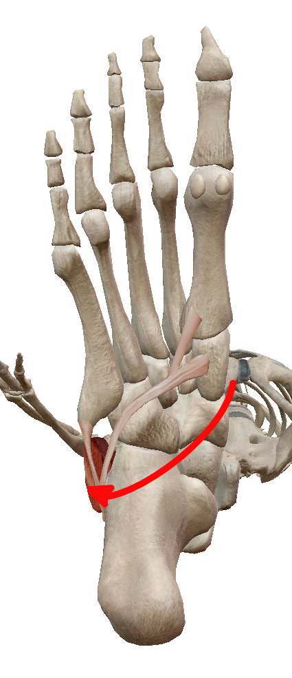 腓骨筋の走行①