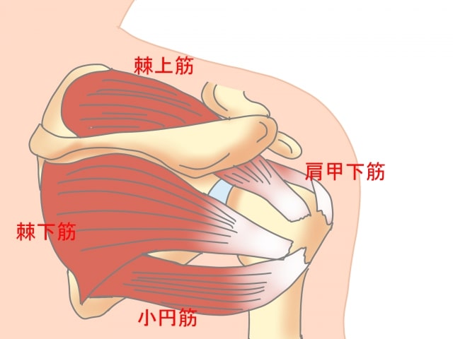 肩腱板の説明