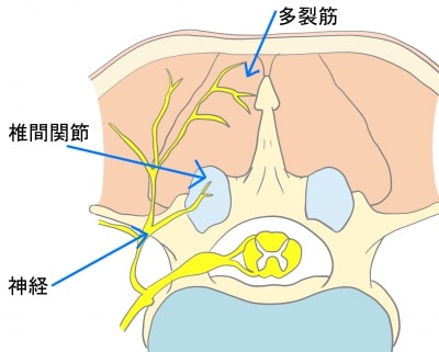多裂筋と椎間関節