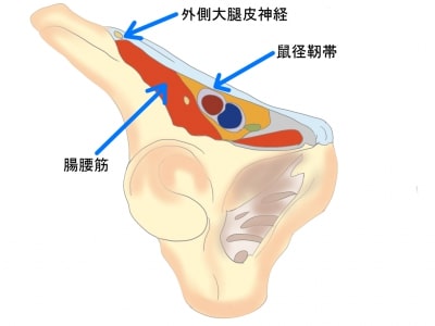 外側大腿皮神経と腸腰筋の関係