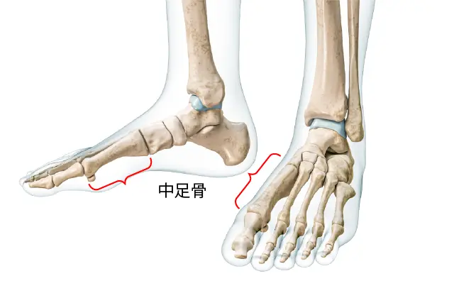 中足骨とは