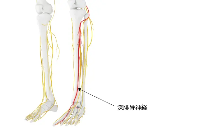 深腓骨神経とは