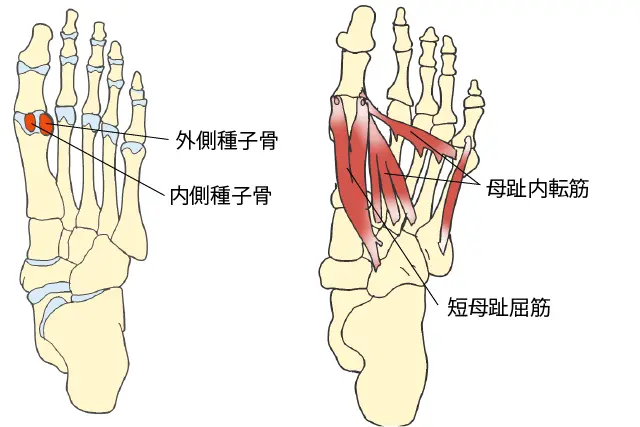 種子骨とは