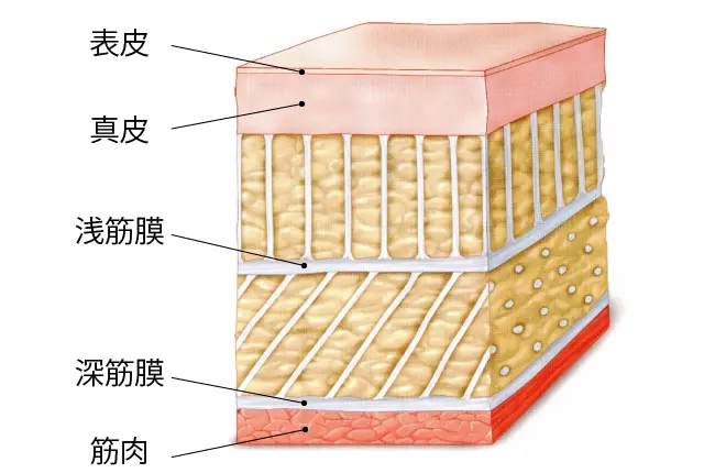 筋膜の構造