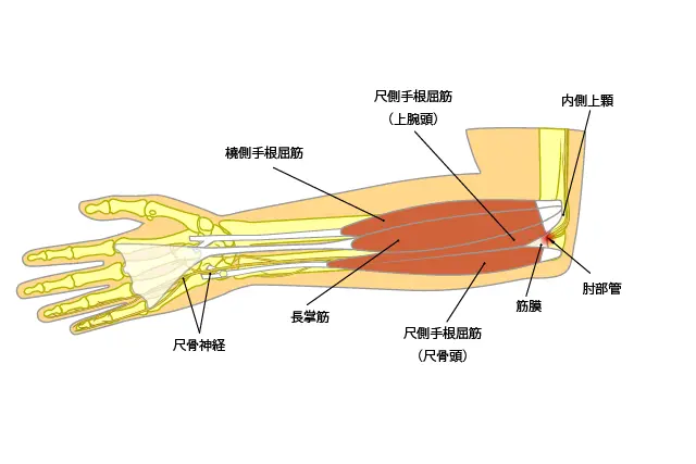 肘部管の解剖