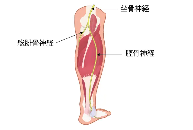 脛骨神経とは
