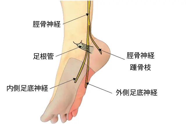 脛骨神経の走行