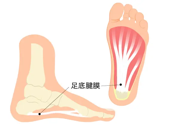 肘の外側の解剖