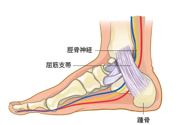 足根管とは