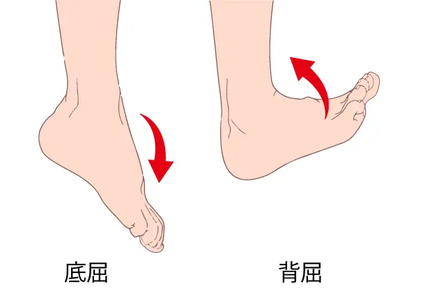 足関節底屈と背屈