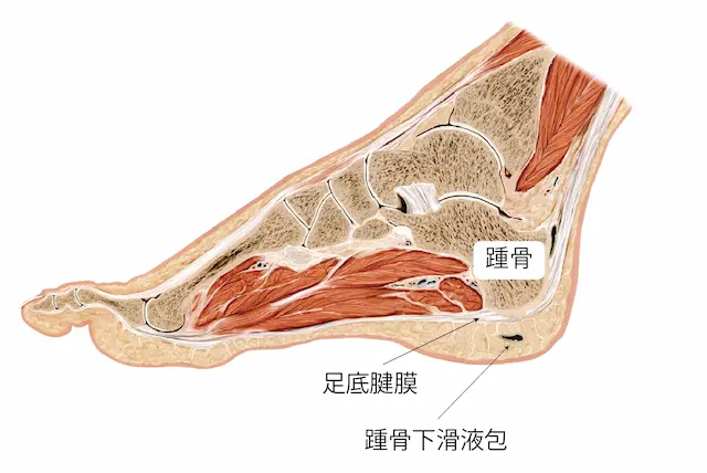 骨の成長（骨端症）