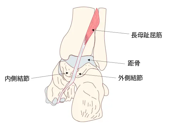 長母趾屈筋腱