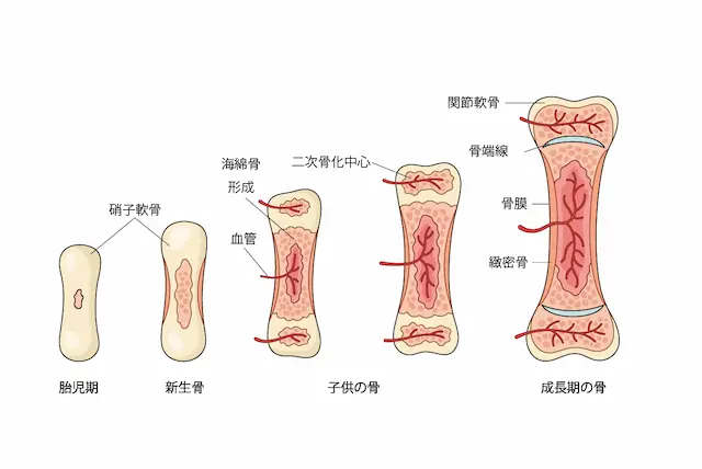 骨の成長（骨端症）