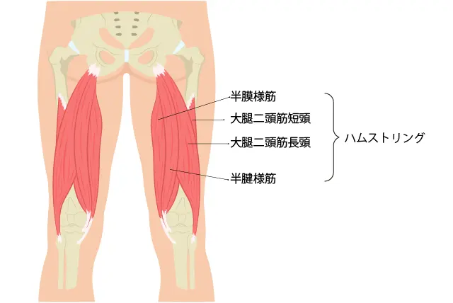 ハムストリングとは