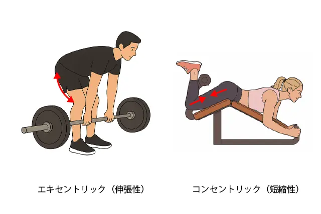 ハムストリングのアイソトニック