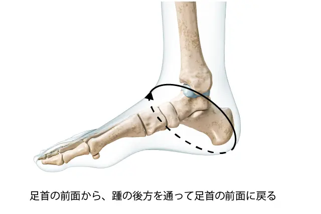 足関節前方インピンジメント症候群テープの長さ