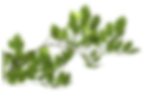 巻き爪治療背景