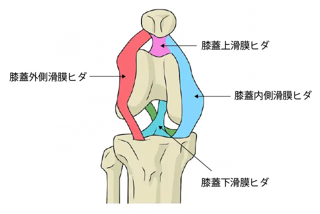 タナ障害４つの滑膜ヒダ