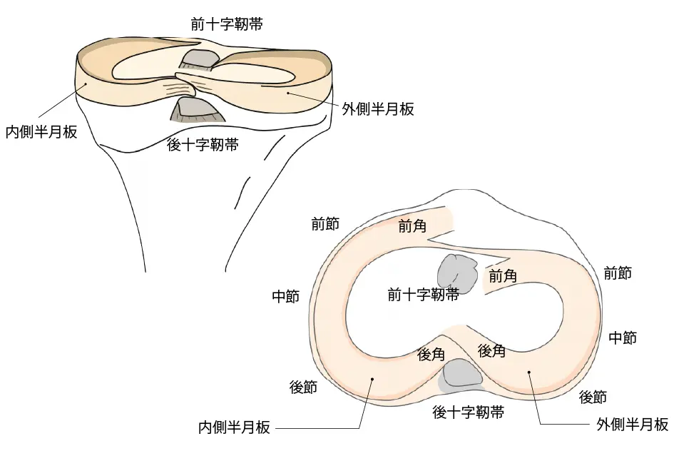 半月板の構造