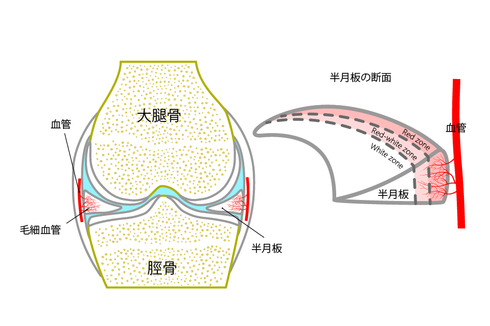 半月板の血行