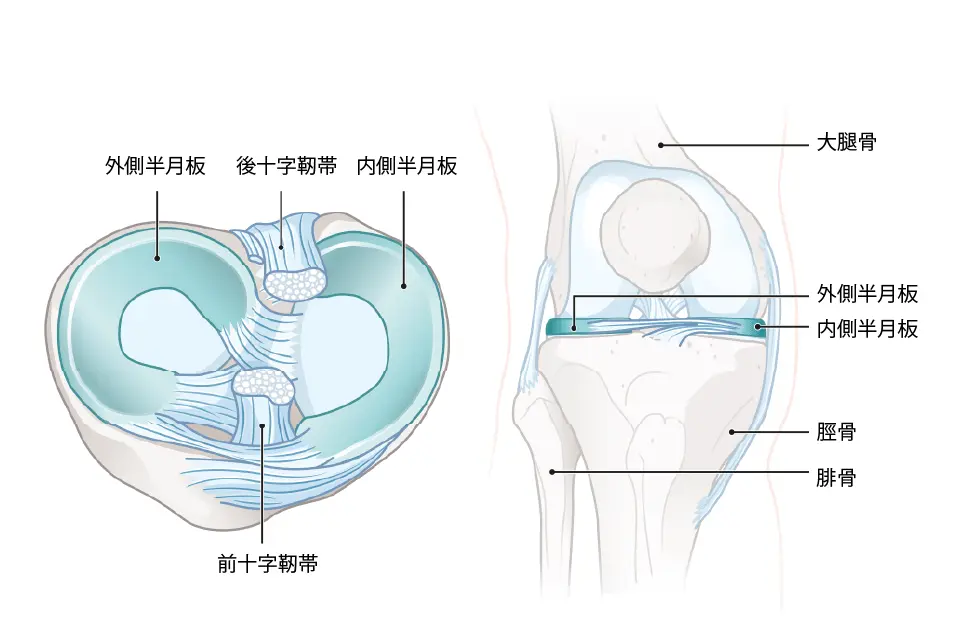 半月板の解剖