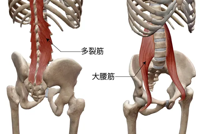 多裂筋と大腰筋