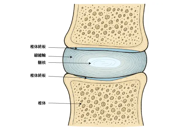 椎体終板とは