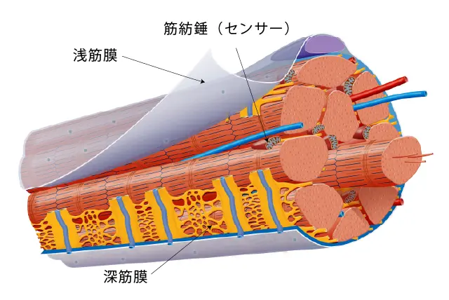 筋紡錘の構造