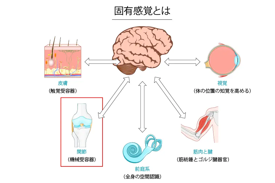 固有感覚とは
