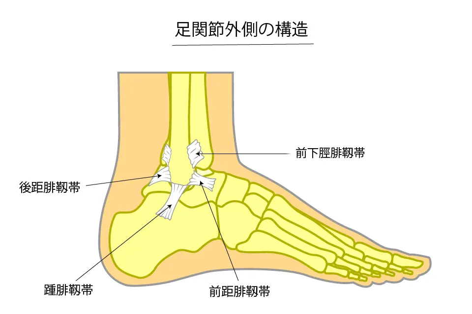 足関節外側の構造
