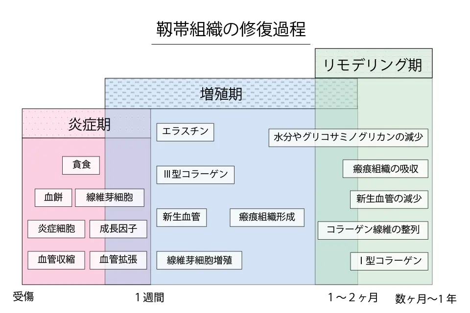 靱帯組織の修復過程