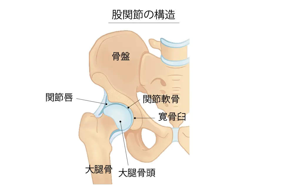 股関節の構造