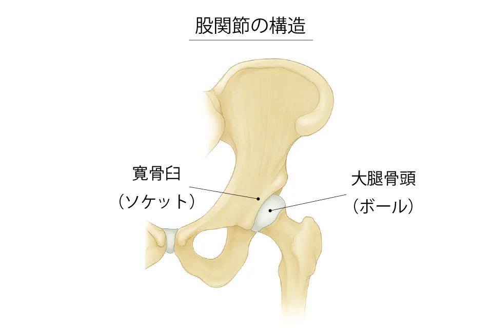股関節の構造２