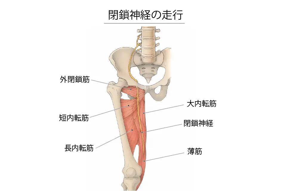 閉鎖神経の走行