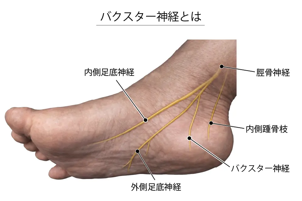 バクスター神経とは２