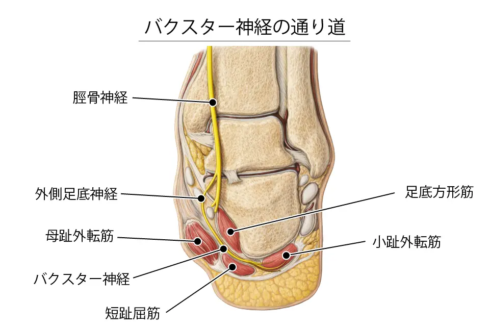 バクスター神経の通り道